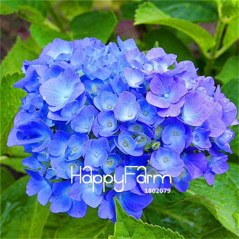 20Pcs Hydrangea Plants Mixed Hydrangea Flowers Home plant Bonsai Viburnum Seeds
