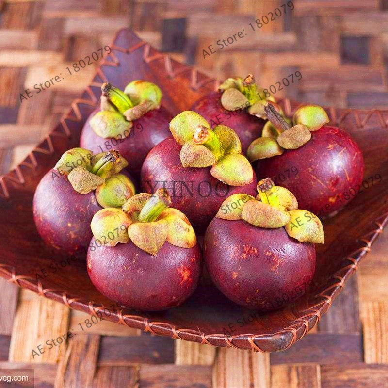 10Pcs Thailand Mangosteen Plants Bonsai Natural Anticancer Queen Of Tropical Fruit Seeds