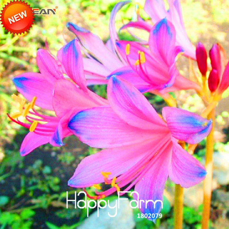 100Pcs Blue Pink Lycoris Bonsai Potted Plant Lycoris Radiata Flower Plants Perennial Planting Seeds