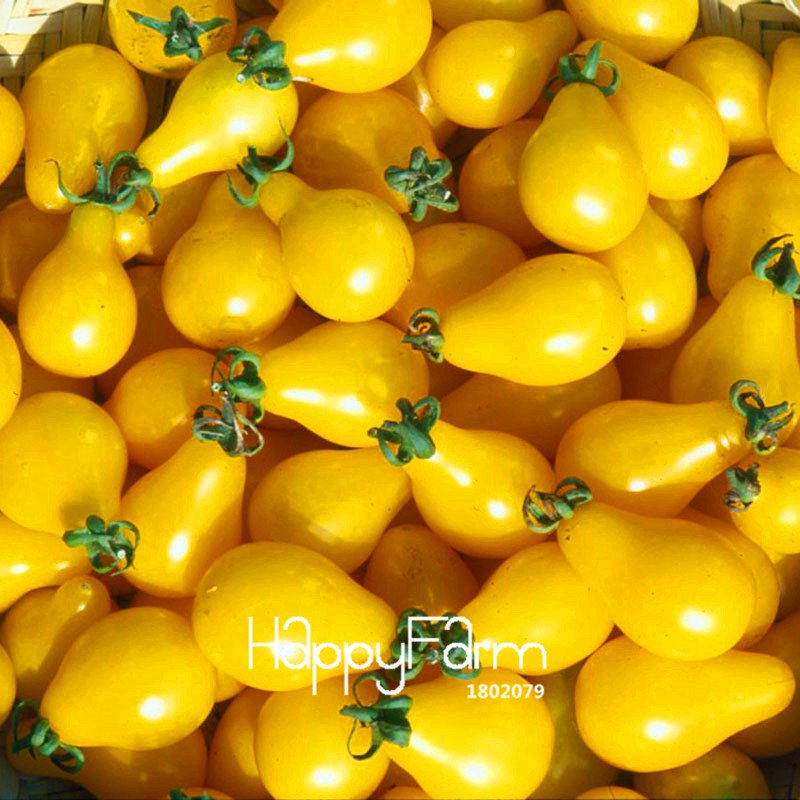 100Pcs Yellow Pear Tomato Bonsai,Potted Organic Vegetable Fruit Tomato Plants for Home Garden Seeds