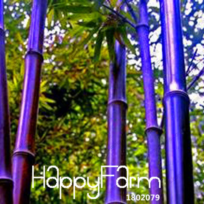 100Pcs Rare purple Timor Bamboo Plants Bambusa black bamboo Bonsai Seeds