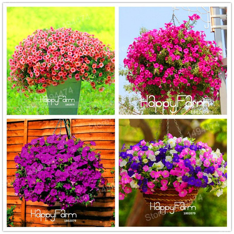 100Pcs Petunia floresling Mix Petunia Hybrida Plants hanging petunia Plantas Seeds