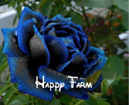 100Pcs New Midnight Supreme Rose Bush Flower bonsai Seeds