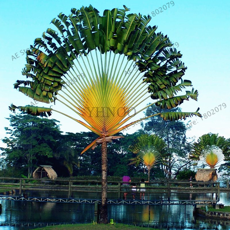 100Pcs Travellers Palm (Ravenala madagascariensis) Bonsai Seeds