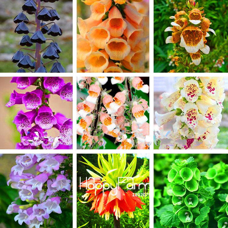 100 Pieces A Lot Fritillaria foxglove Digitalis potted bonsai garden Plants Bonsai Seeds