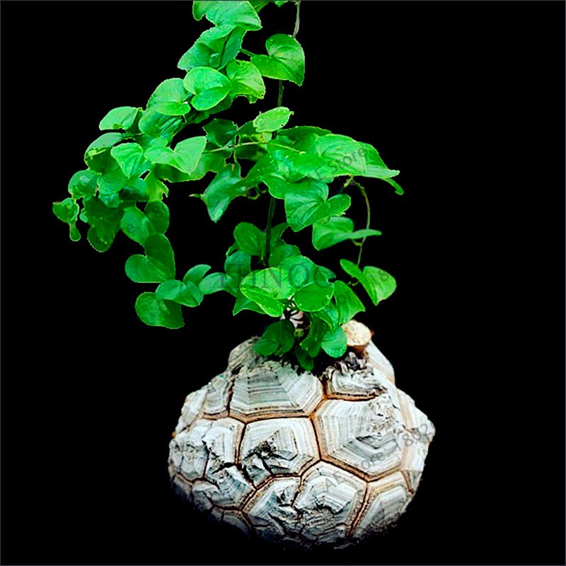 2 Pieces Dioscorea Elephantipes Plants Seeds