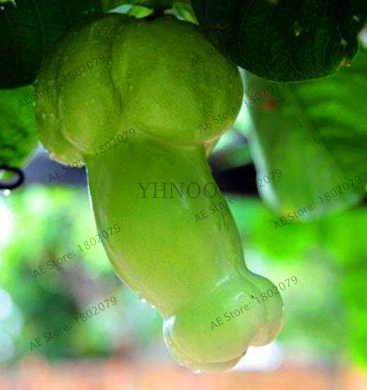 30Pieces Suprise Magic Pumpkin Bonsai Chinese Rare Big Penis Melon Plants Vegetables Seeds