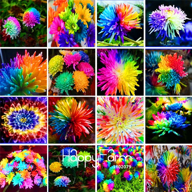 100Pieces A Bag Rainbow Chrysanthemum Flower Bonsai Seeds