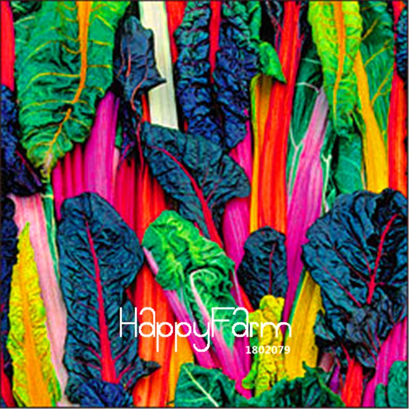 100 Pieces Five Colors Swiss Chard Silverbeet Fast Growing Edible Plant Vegetable Seeds