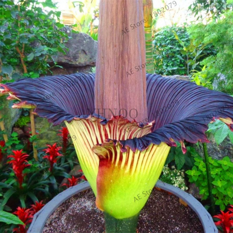 10 Pieces Corpse flower Plants,the Titan arum is also known as the"Corpse flower" Seeds