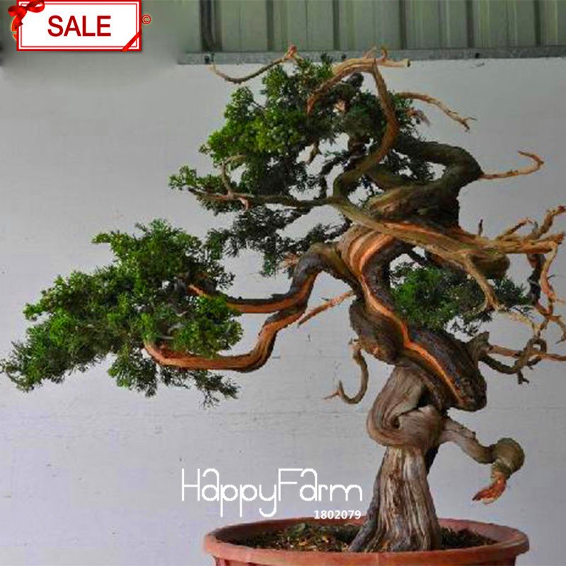 100 Pieces Cypress Tree Garden Sabina Chinensis Plantas Seeds