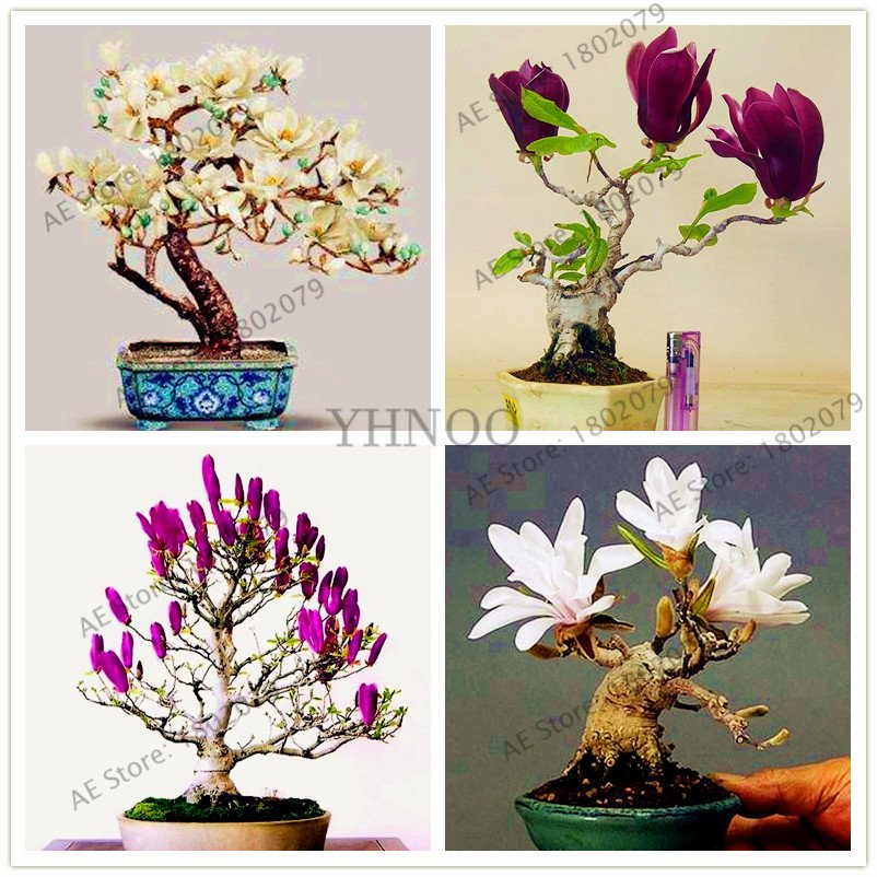 30 Pieces magnolia Plants, beautiful bonsai magnolia flower Seeds
