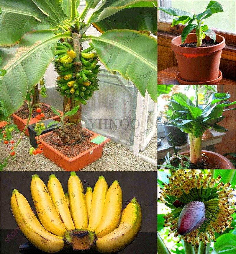 200 Pieces Banana Bonsai,dwarf fruit trees,Milk Taste Seeds