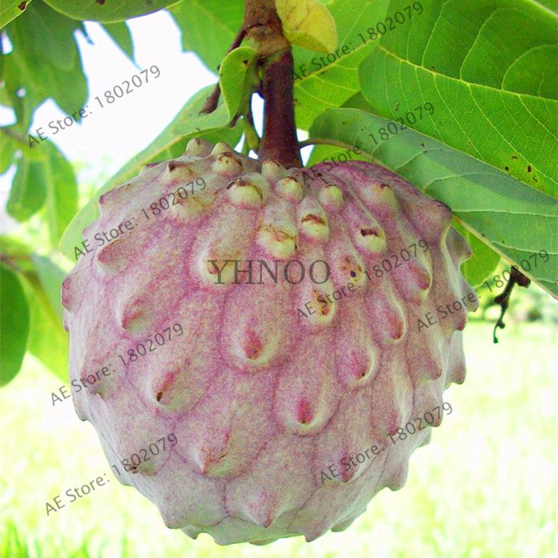 2 Pieces Custard Apple Fruit Buddha's Head Fruit Cherimoya Tropical Sugar Seeds