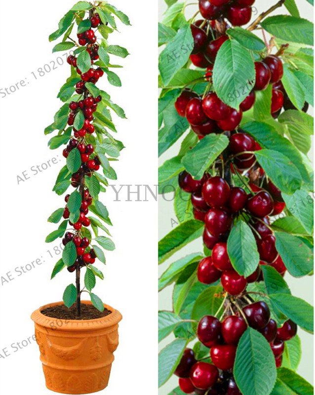 20 Pieces cherry Bonsai Australia black cherry tree Plants rare fruit tree Seeds