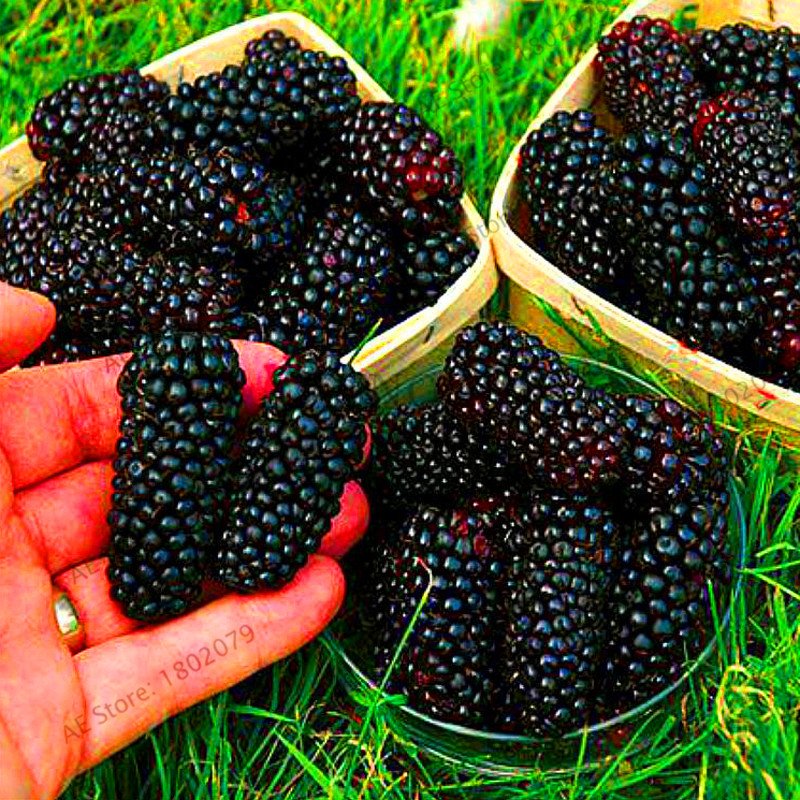 200 Pieces Blackberry garden Succulent Sweet Giant Blackberries Bonsai Seeds