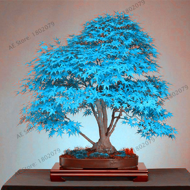 50 Pieces rare blue American maple Plantas mini bonsai Seeds