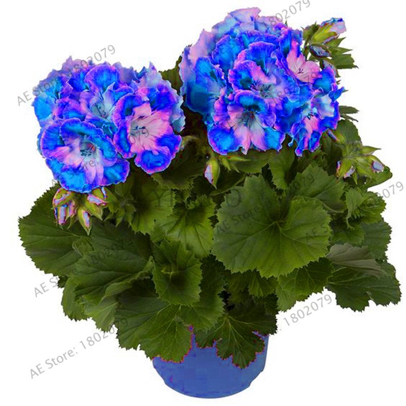 100 Pieces Deep Red Geranium bonsai Pretty Charming Flower Pelargonium Peltatum Seeds