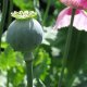 Organic Poppy Seeds
