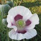 TASMANIAN PURPLE PAPAVER SOMNIFERUM POPPY SEEDS ONE POUND