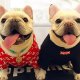 Pet supplies