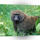 Baboons Male Olive Lake Nakuru Kenya A1 Xlarge Canvas