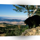 Bear A Walk In Park A1 Xlarge Canvas