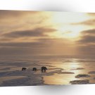Bear A Walk Towards Heaven A1 Xlarge Canvas