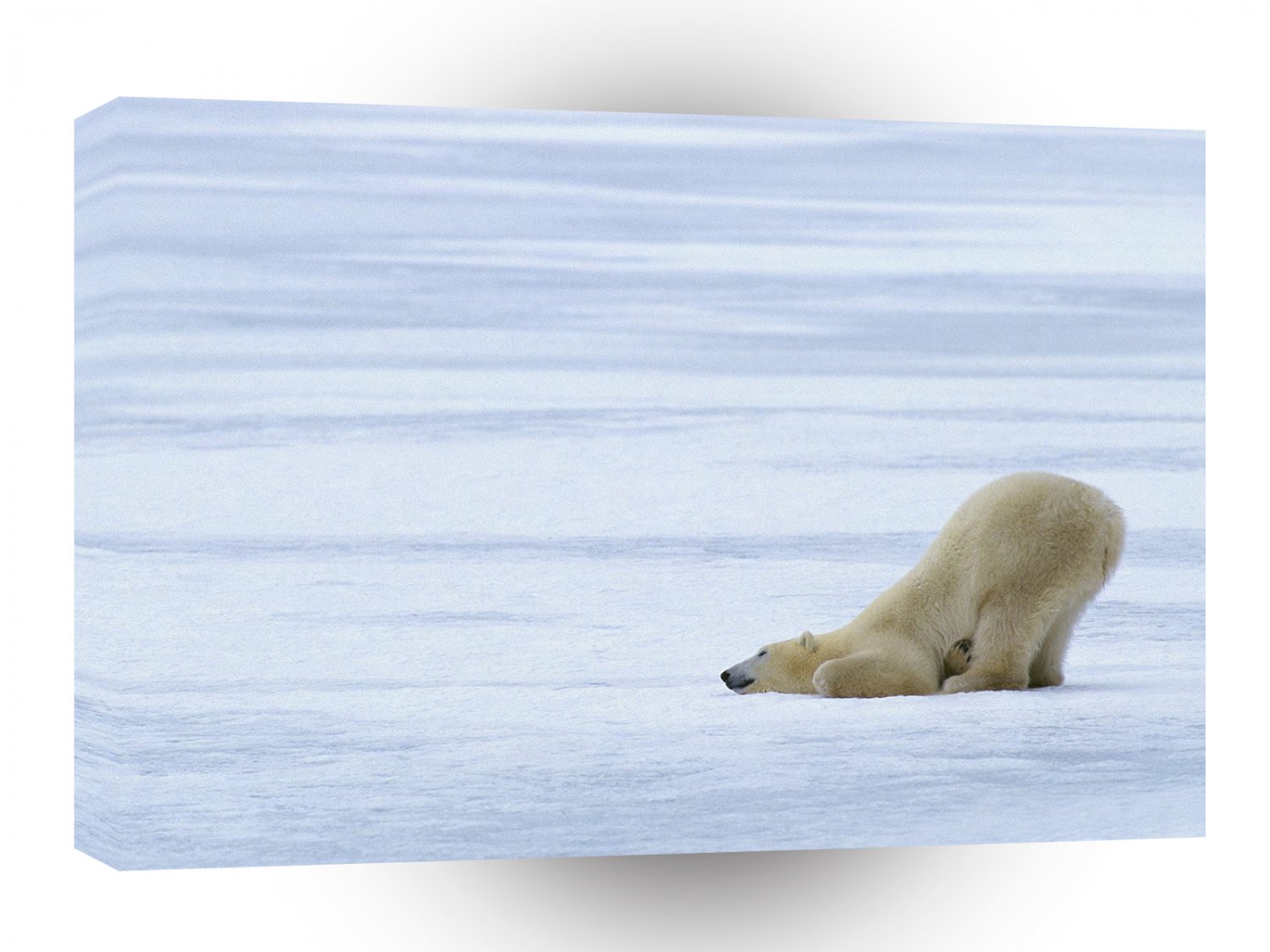 Bear Afternoon Nap Time A1 Xlarge Canvas