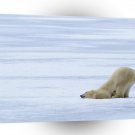 Bear Afternoon Nap Time A1 Xlarge Canvas