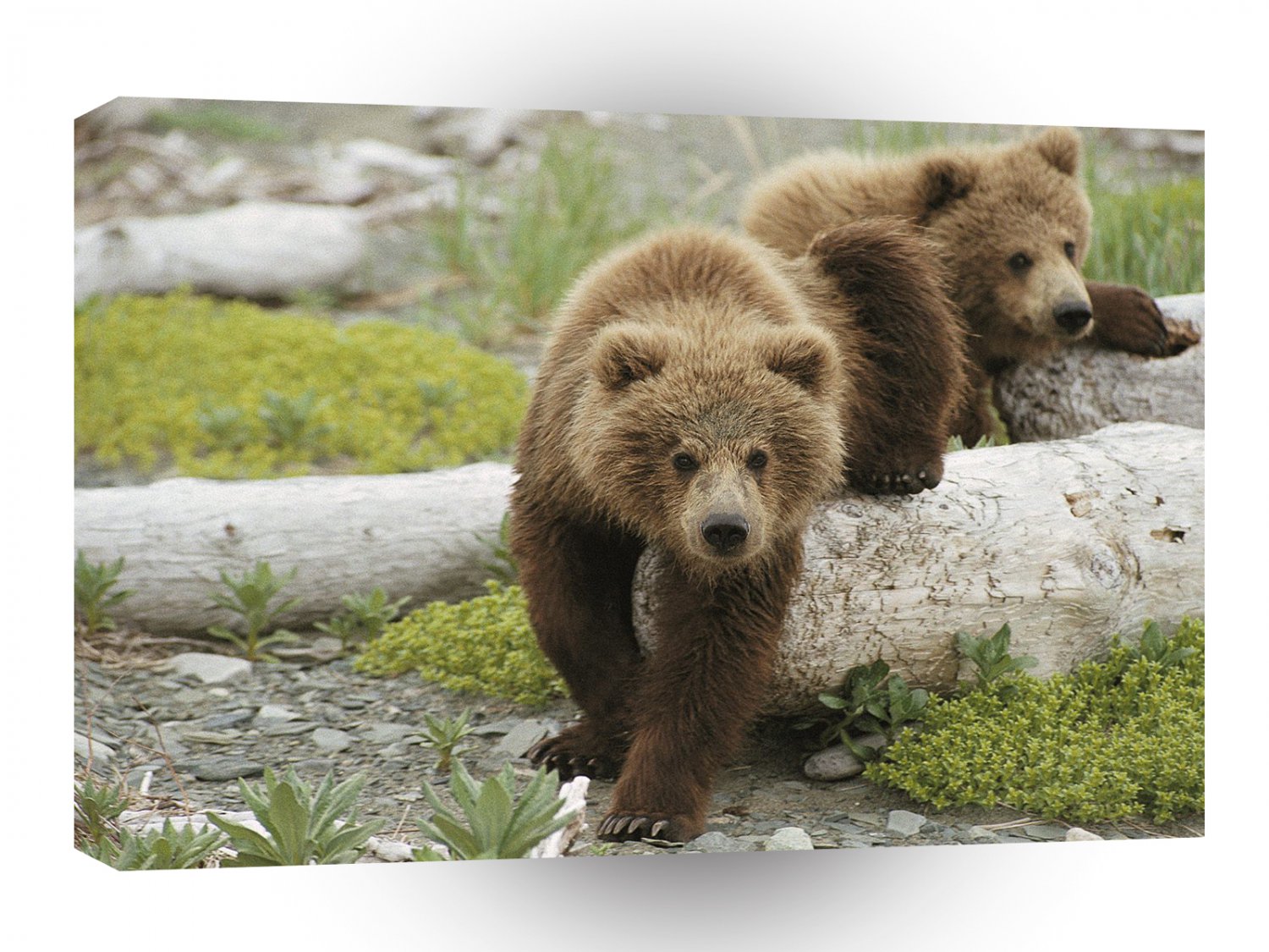 Bear Alaskan Playtime Brown Cubs A1 Xlarge Canvas