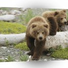 Bear Alaskan Playtime Brown Cubs A1 Xlarge Canvas