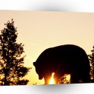 Bear Black At Sunrise A1 Xlarge Canvas