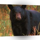 Bear Black Tennessee A1 Xlarge Canvas