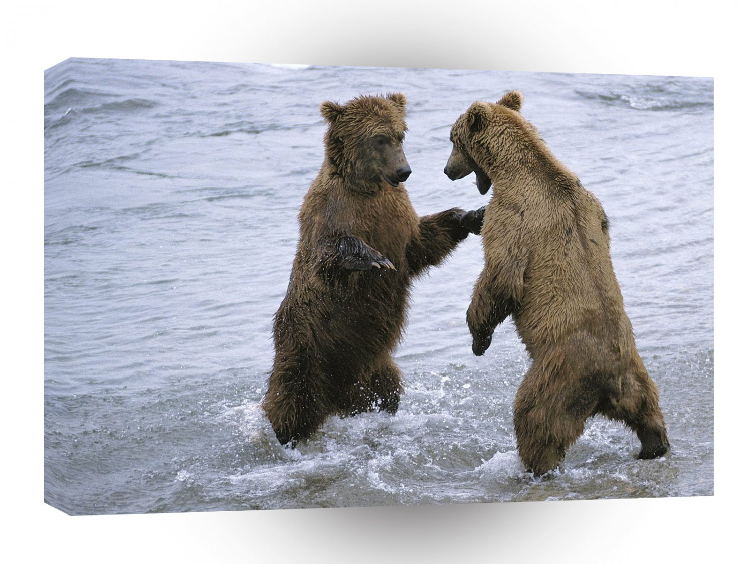 Bear Boxing A1 Xlarge Canvas