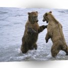 Bear Boxing A1 Xlarge Canvas