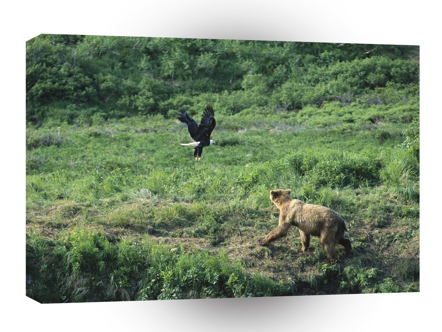 Bear Brown Bald Eagle Alaska A1 Xlarge Canvas