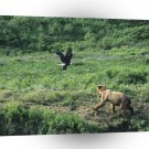 Bear Brown Bald Eagle Alaska A1 Xlarge Canvas