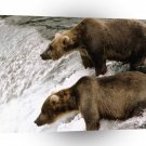 Bear Brown Katmai National Park Alaska A1 Xlarge Canvas