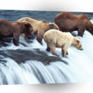 Bear Brownkatmai National Park Alaska A1 Xlarge Canvas