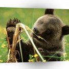Bear Cattail Eating Grizzly A1 Xlarge Canvas