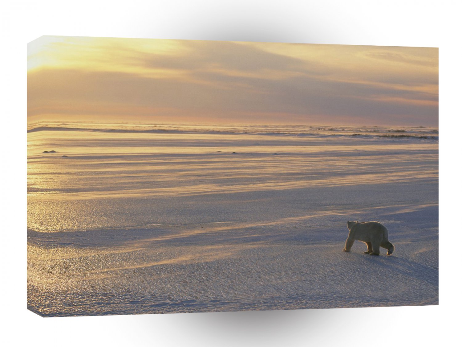 Bear Chasing Sun A1 Xlarge Canvas