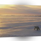 Bear Chasing Sun A1 Xlarge Canvas