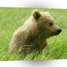 Bear Cub In Field A1 Xlarge Canvas