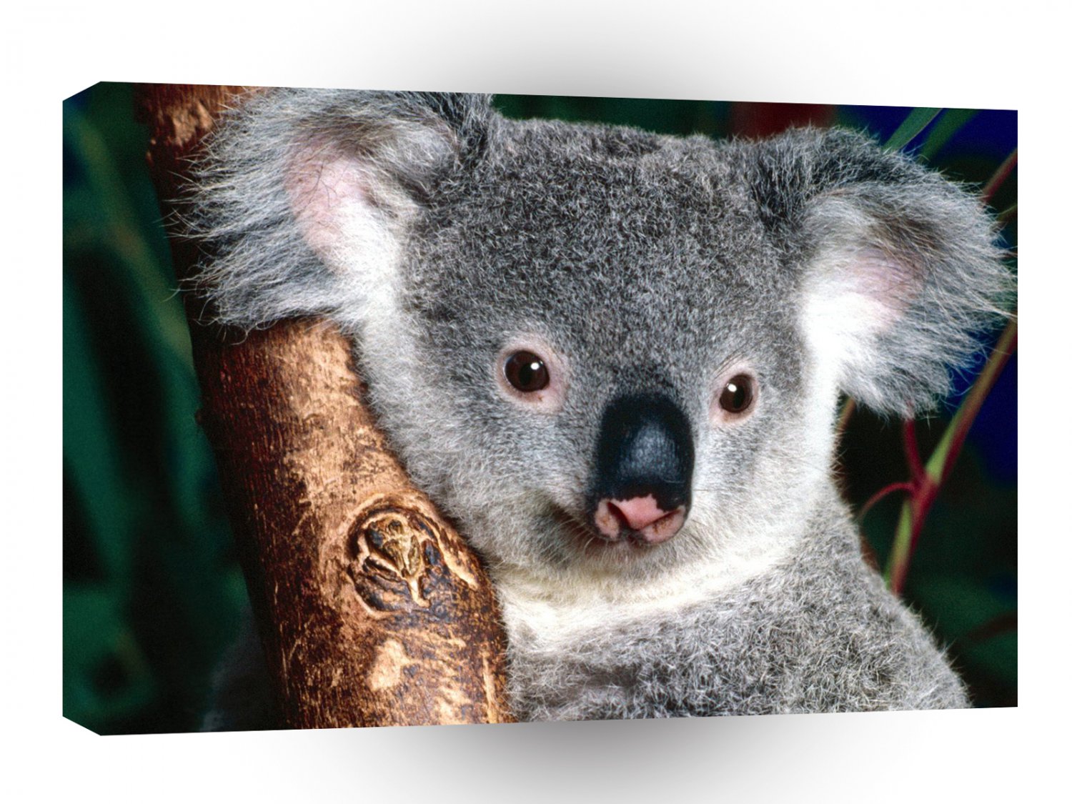 Bear Cuddly Koala A1 Xlarge Canvas
