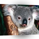 Bear Cuddly Koala A1 Xlarge Canvas