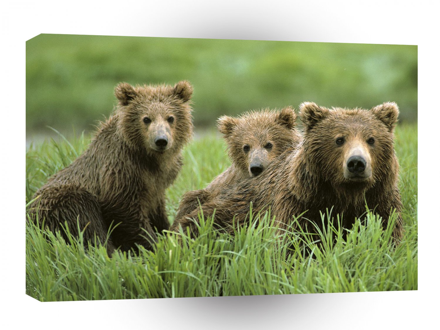 Bear Curious Cubs Mom A1 Xlarge Canvas