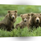 Bear Curious Cubs Mom A1 Xlarge Canvas