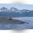 Bear Emerald Coastline Brown Alaska A1 Xlarge Canvas