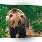 Bear Forest Wild Grizzly A1 Xlarge Canvas